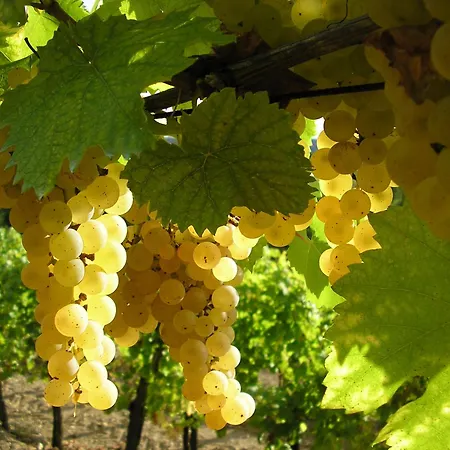 Saxida Wine & Pitches *