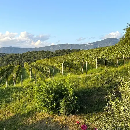 Saxida Wine & Pitches *