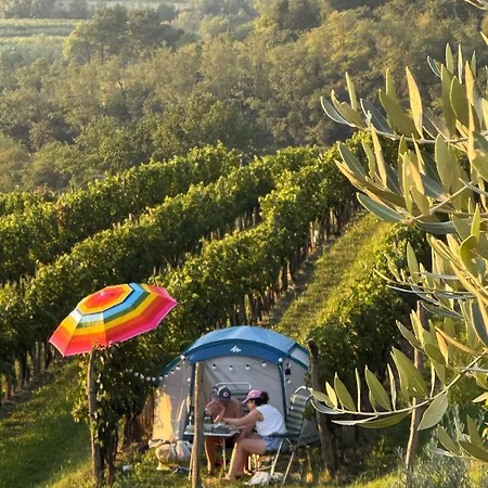Saxida Wine & -
