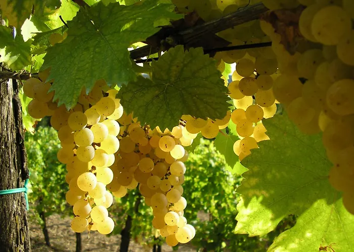 Saxida Wine & Pitches *