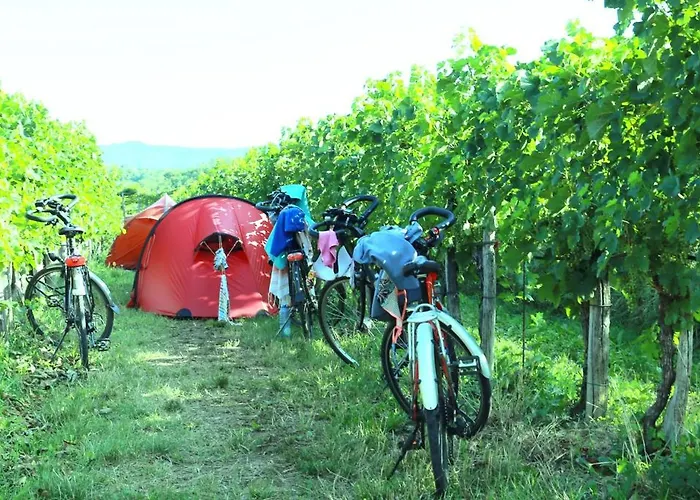 Saxida Wine & Pitches