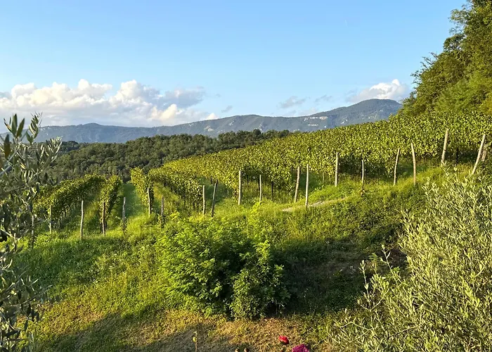 Saxida Wine & Pitches *