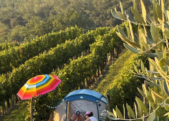 Saxida Wine & Pitches